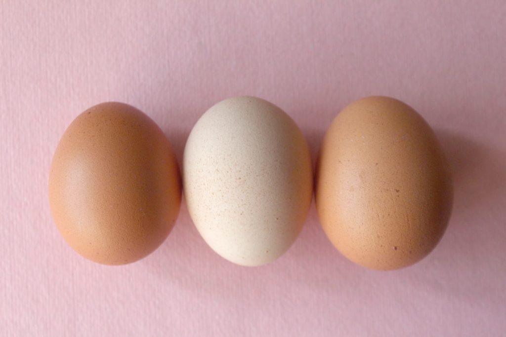 Cara Membedakan warna telur ayam infertil